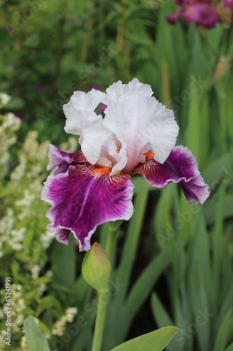 Fototapeta Naklejka Na Ścianę i Meble -  Iris des jardins