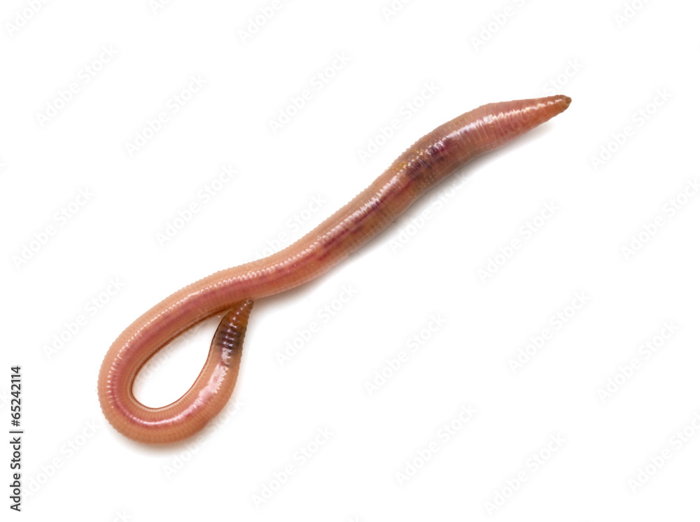 earthworms on a white background. Macro earthworms on a white background. Macro