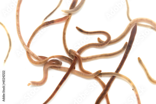 earthworms on a white background. Macro photo