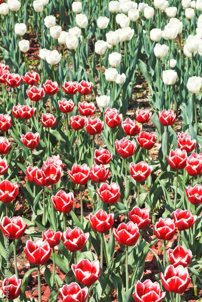 many red and white decorative tulips