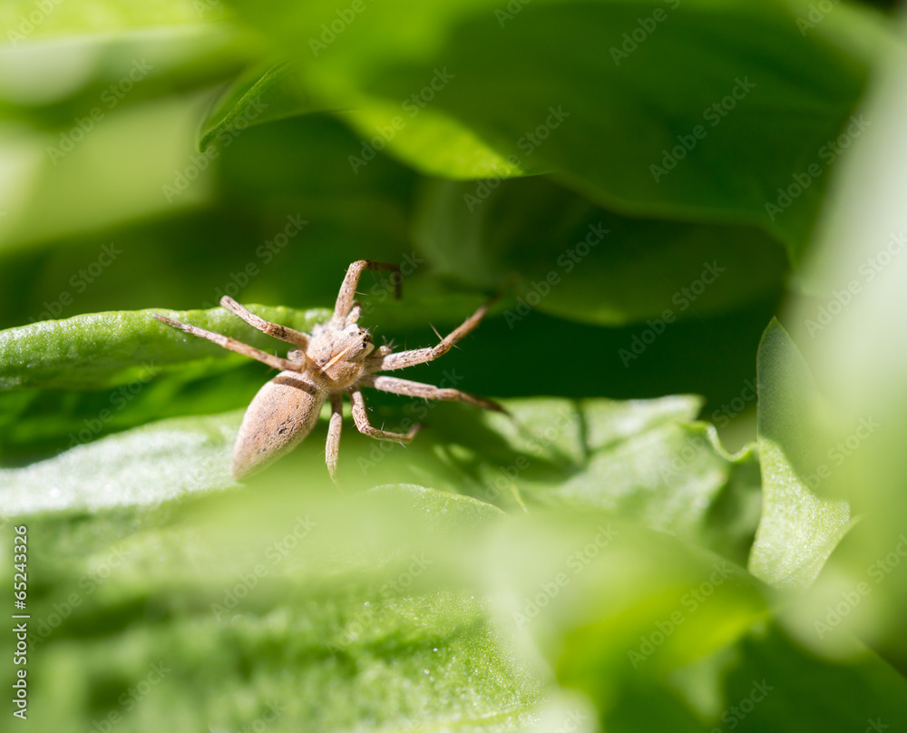spider in nature. macro spider in nature. macro