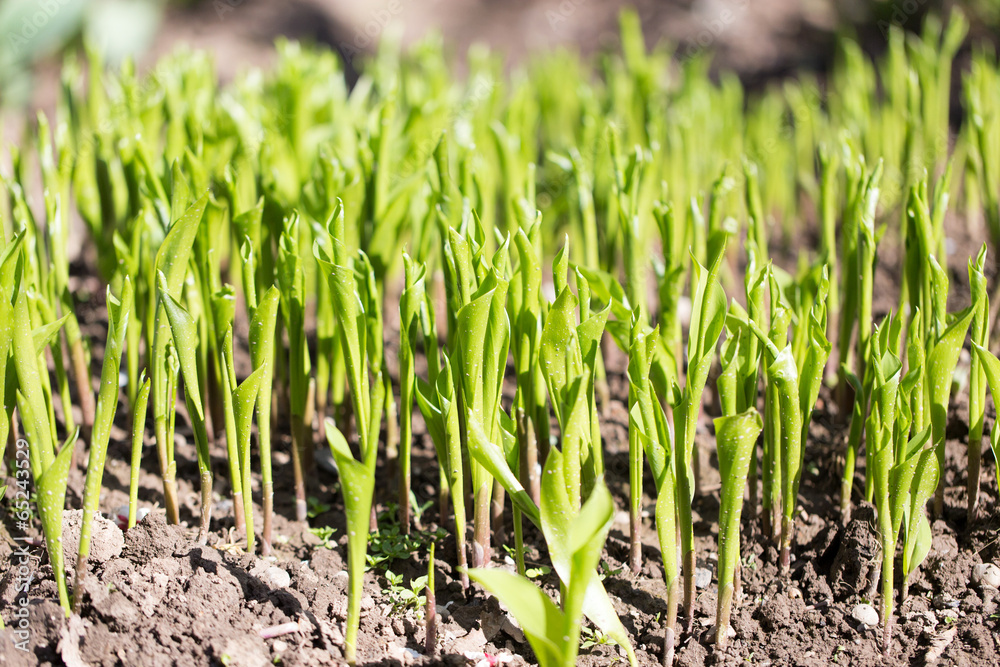 small sprouts Lily small sprouts Lily