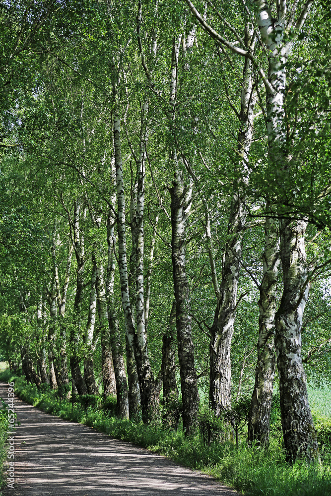 Obraz premium Birkenallee