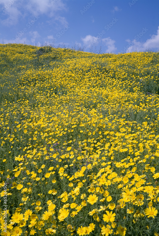 Obraz premium The image of beautiful nature
