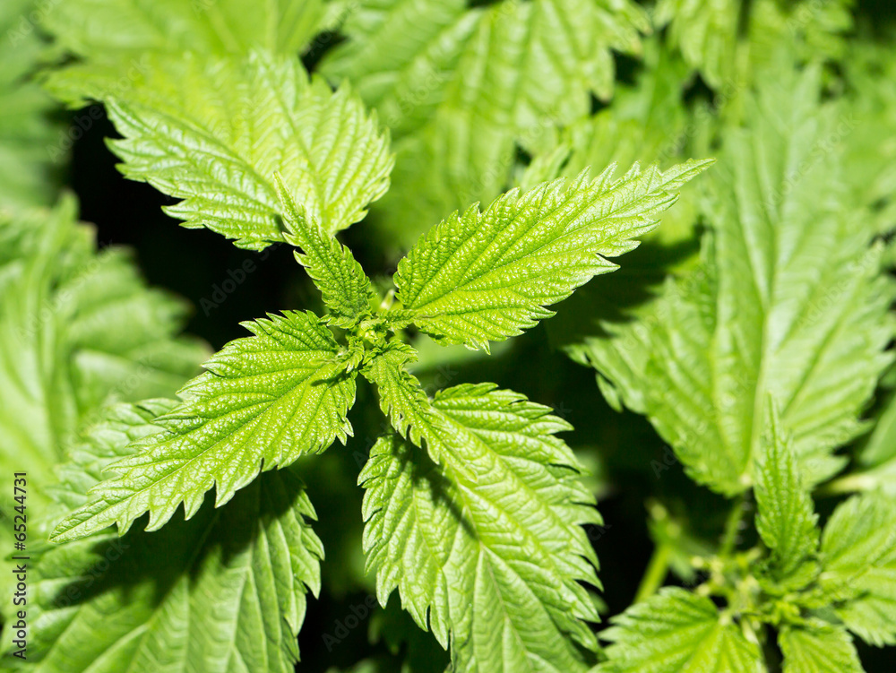 nettle Outdoors nettle Outdoors