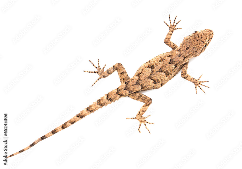 Naklejka premium lizard on a white background. macro