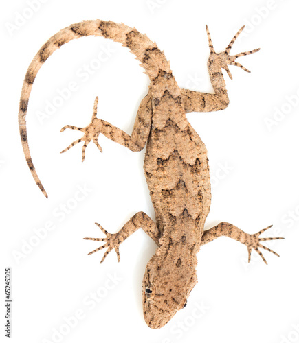 lizard on a white background. macro