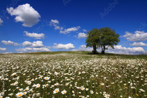 Εκτύπωση καμβά Belle campagne fleurie