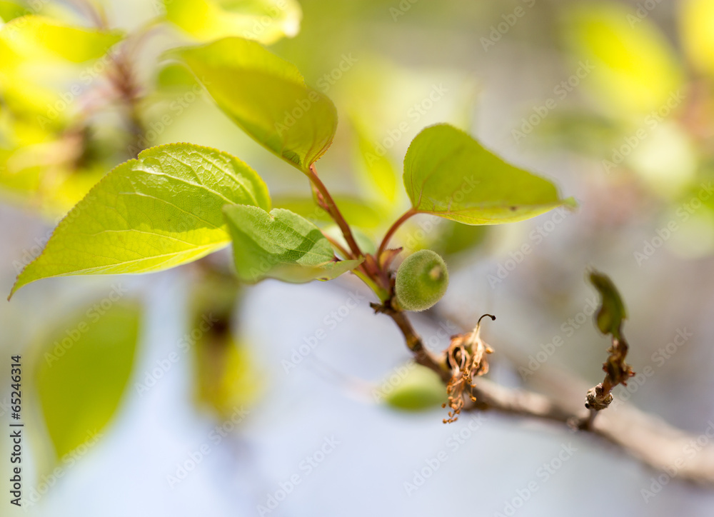 Fototapeta premium small green apricots on the tree branches