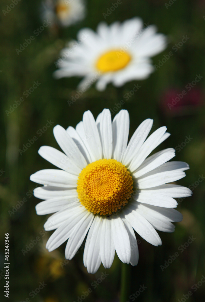 Fototapeta premium meadow, grass, flowers