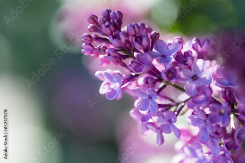 Fototapeta Naklejka Na Ścianę i Meble -  beautiful lilac flowers in nature