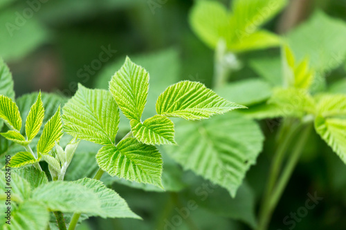 green leaves raspberry in nature