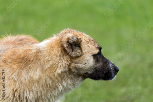 Dog in the meadow