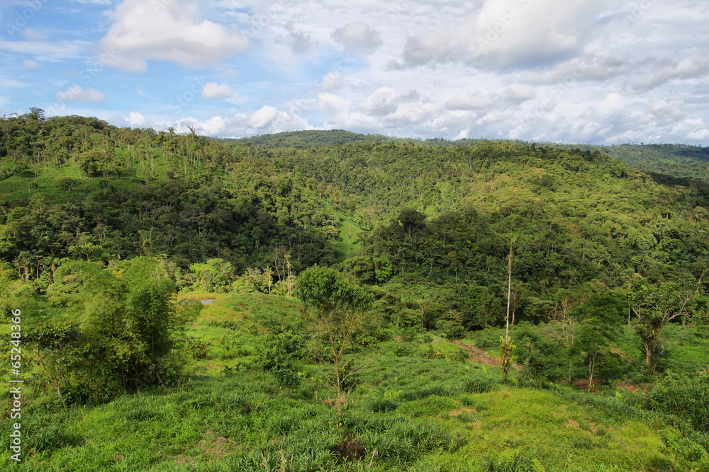 Landscape of ecuadorian jungle