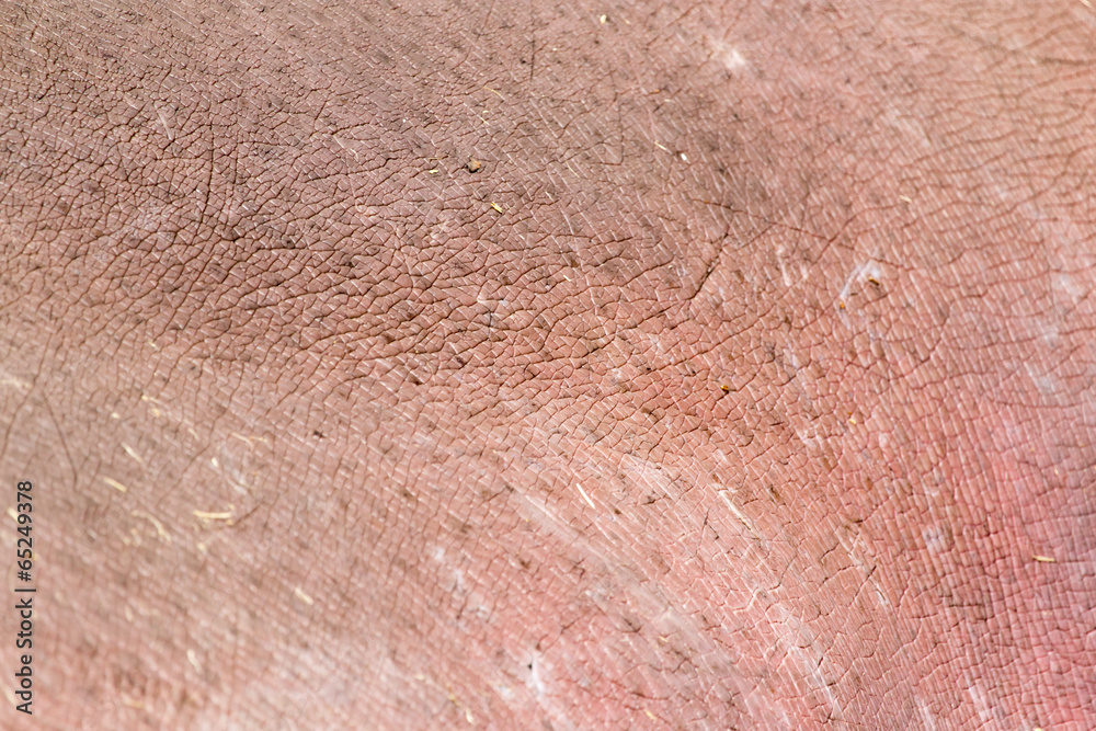 Fototapeta premium background of hippopotamus skin
