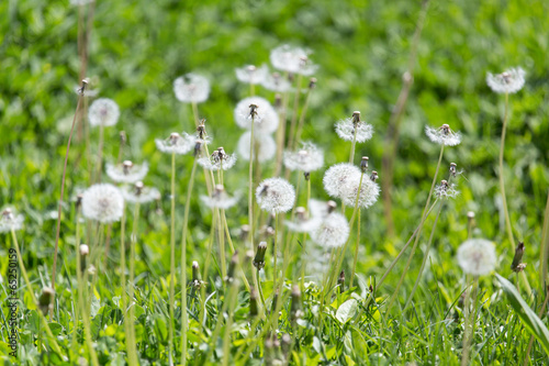 dandelion in nature