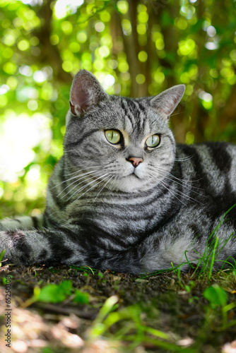 Britisch Kurzhaar Kater