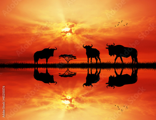 wildebeest at sunset © adrenalinapura