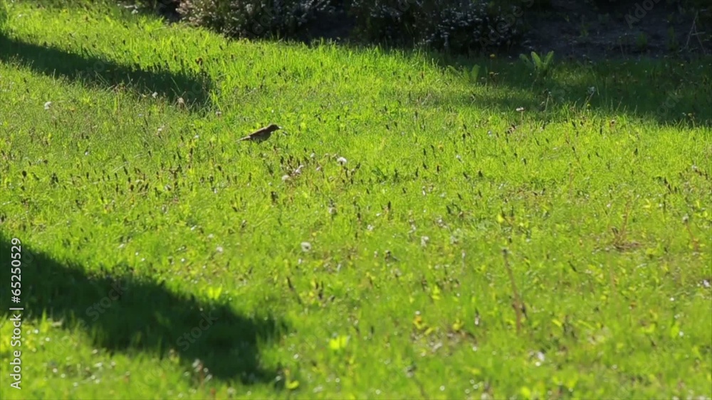 Sparrows on the lawn Sparrows on the lawn