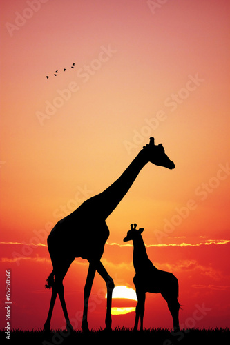 giraffe at sunset