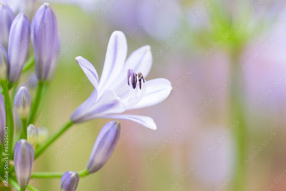 African Lily flowers in garden African Lily flowers in garden