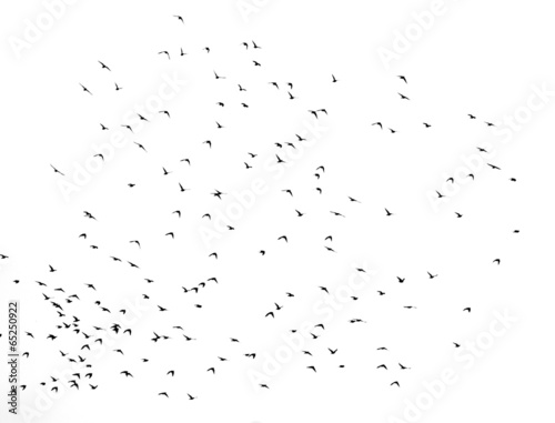 A flock of birds in the sky on a white background