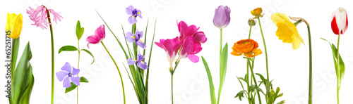Fresh spring flowers isolated on white