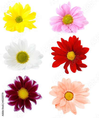 Collage of chrysanthemums flowers isolated on white