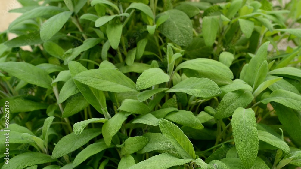 sage in the garden, panning sage in the garden, panning