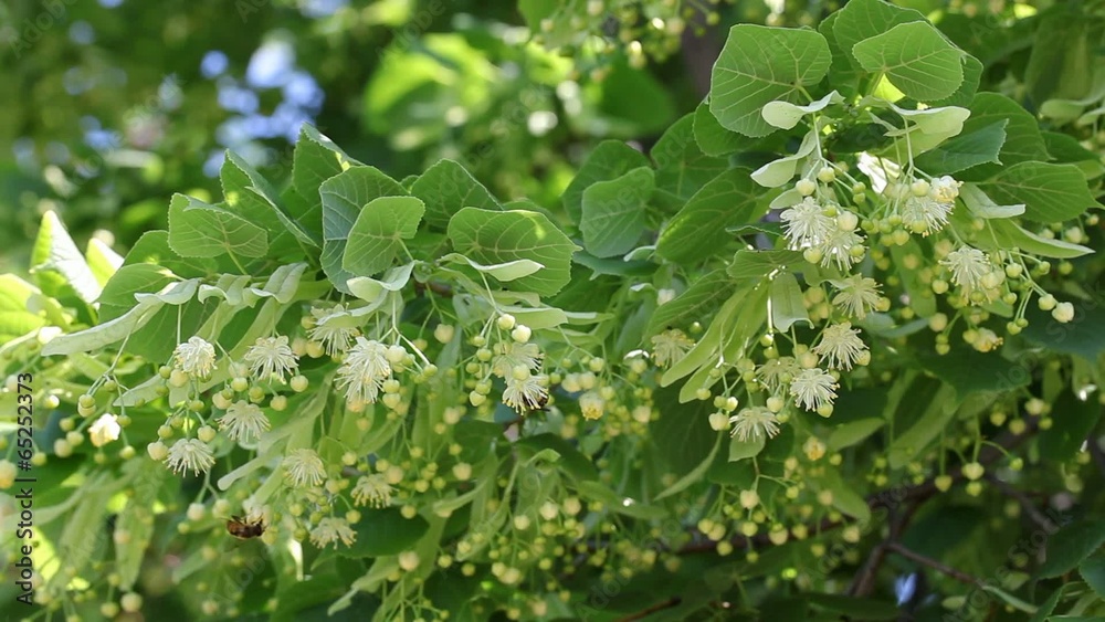 Blooming linden tree branch and bees at flowers in spring Blooming linden tree branch and bees at flowers in spring