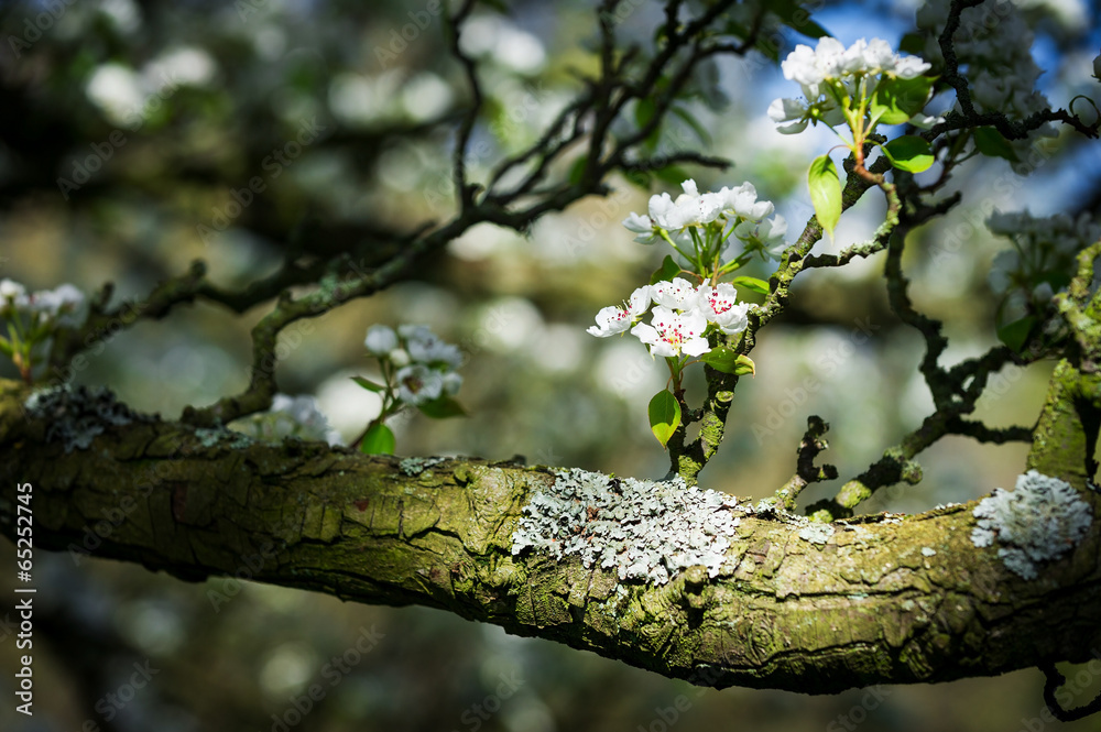 Horizontal colour image of pear tree in bloom Horizontal colour image of pear tree in bloom