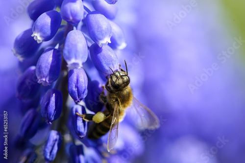 Bee in flower © The Len