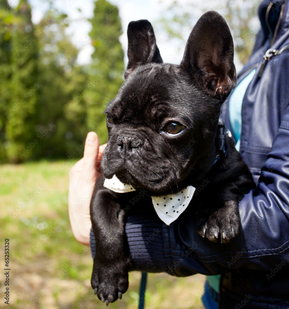 french bulldog wearing necktie