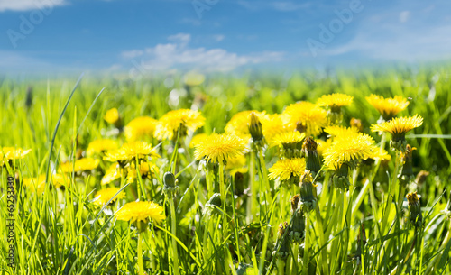 Yellow dandelion flowers on meadow under blue cloudy sky