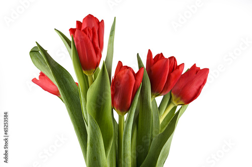 Red fresh spring tulips isolated on white background.