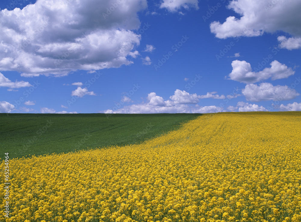 Obraz premium The image of beautiful nature