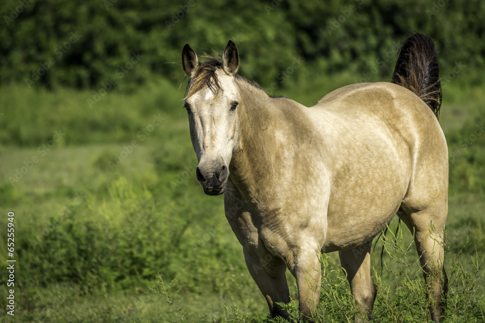 Horse Standing Still Looking At Camera