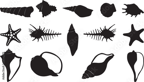 Seashells set illustrated on white
