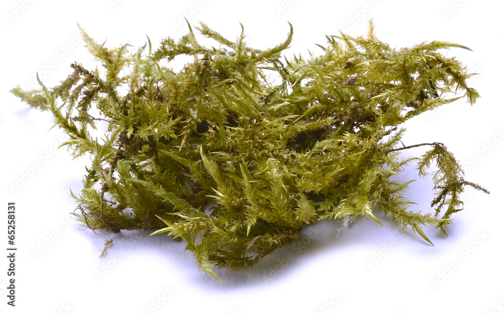 Bryophyta Bryophyte Mszaki Мохообразные Moose Bryophyta Bryophyte Mszaki Мохообразные Moose