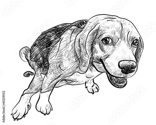 Pooping beagle
