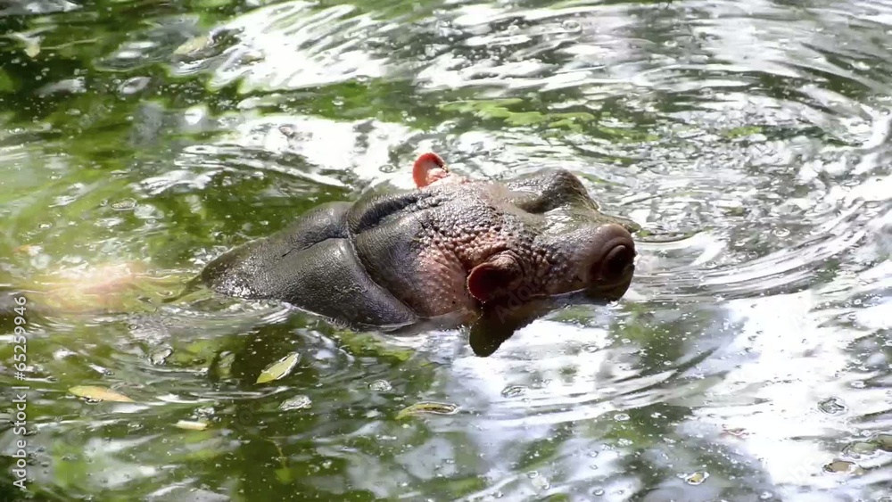 behavioral shot in slow motion of a Hippo behavioral shot in slow motion of a Hippo