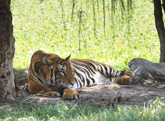 Fototapete Panther Tiger ruht im hohen Grasfeld  © stockphoto mania