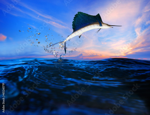 sailfish flying over blue sea ocean