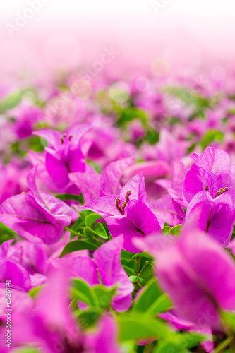 Pink bougainvillea blooms in the garden