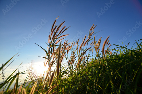 Grass Fields
