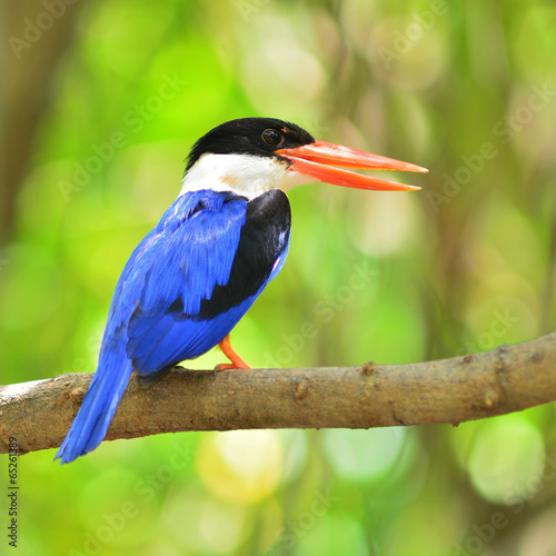 Black-capped Kingfisher Bird