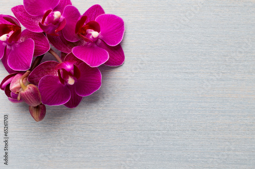 Fototapeta Naklejka Na Ścianę i Meble -  Orchid background.