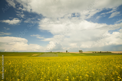 Agriculture field and blue sky