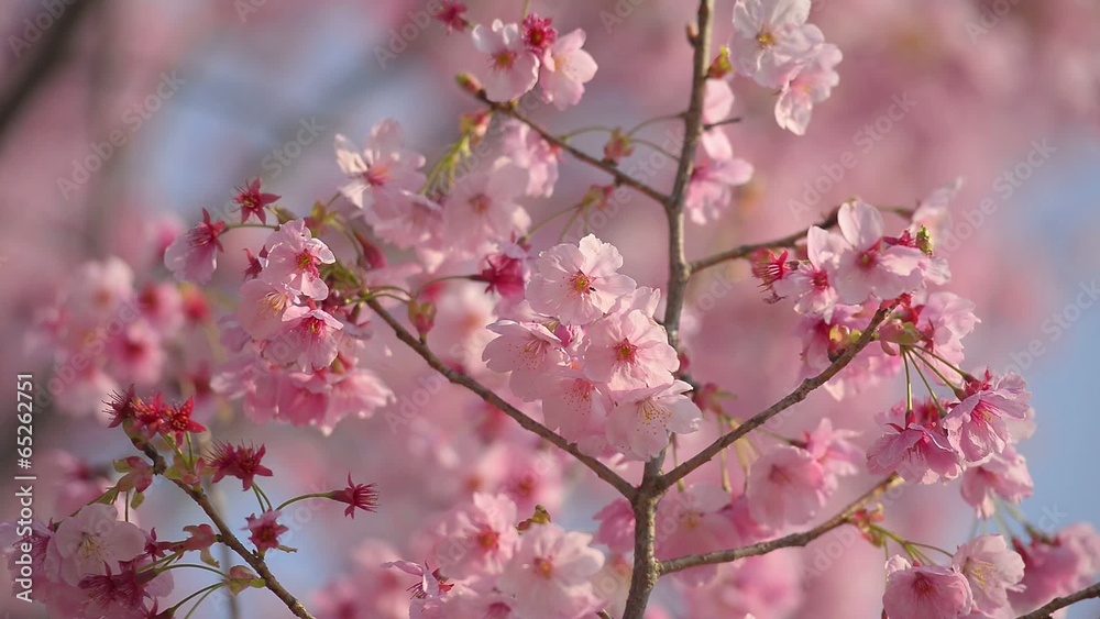 Cherry blossoms,in Showa Kinen Park,Tokyo,Japan Cherry blossoms,in Showa Kinen Park,Tokyo,Japan