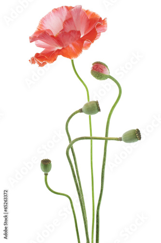 Fototapeta Naklejka Na Ścianę i Meble -  poppy